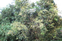 Persea macrantha